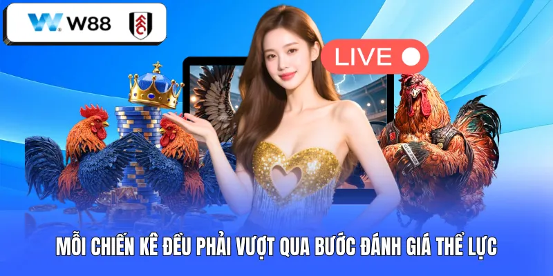 Mỗi chiến kê đều phải vượt qua bước đánh giá thể lực 